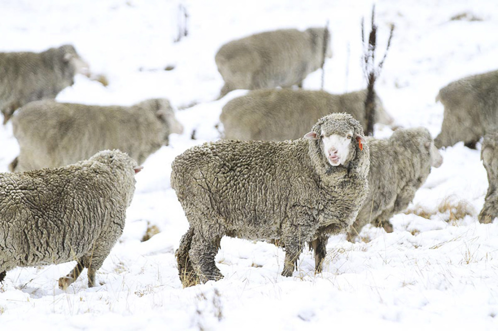 Sheep In Winter.png